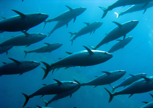 15 Low-Carb Ways to Dress Up a Can of Tuna